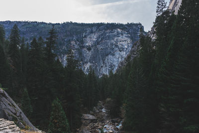 Panoramic view of pine trees in forest against sky