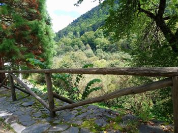 Trees in forest