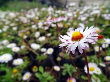 Close-up of white flower against blurred background