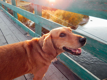 Close-up of a dog looking away