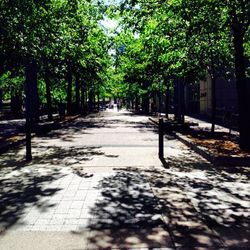 Footpath amidst trees