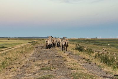 Rear view of sheep on field against sky