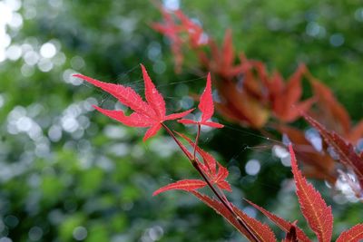 Close-up of red maple leaves on plant