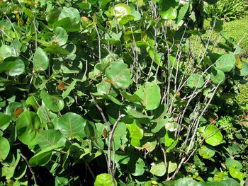 Full frame shot of fresh green leaves