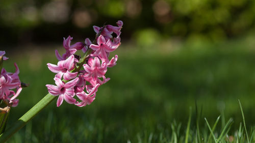 Close-up of pink flowers