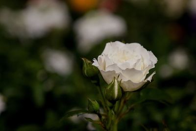 Close-up of white rose