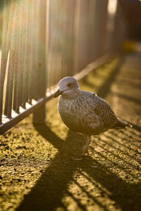 Close-up of pigeon perching on railing