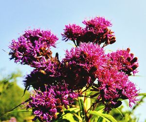 Low angle view of bee on pink flowers against clear sky