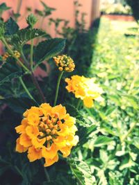 Close-up of yellow flowers