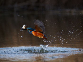 View of bird in lake