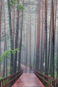 Walkway amidst trees in forest