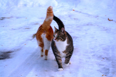 Cat standing in snow