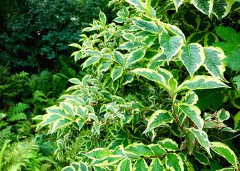 Close-up of fresh green plants