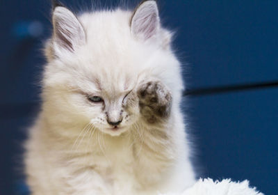 Adorable neva masquerade baby cat of siberian breed