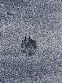 High angle view of zebra crossing on road