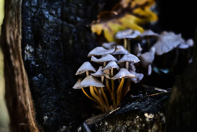 Close-up of mushrooms growing on tree trunk