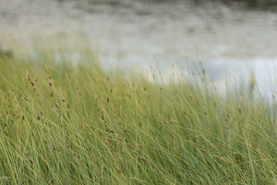 Close-up of grass in field