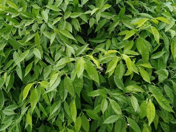 Full frame shot of green leaves