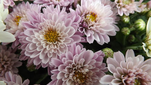 Close-up of pink flower