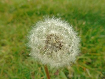 Close-up of dandelion