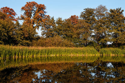 Reflection of trees on water