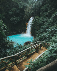 Scenic view of waterfall in forest