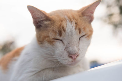 Close-up of cat resting