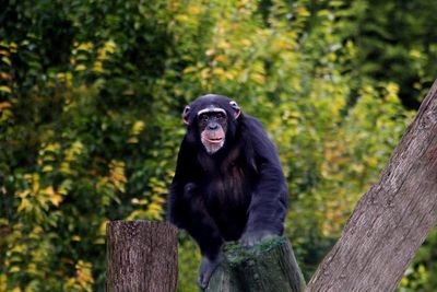 Portrait of monkey sitting on tree