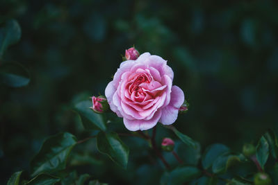 Close-up of pink rose