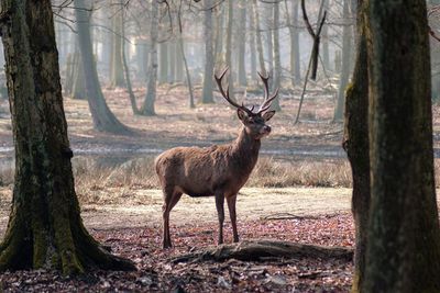 Deer standing in a forest