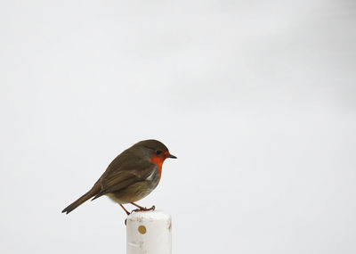 Close-up of bird perching on the sky