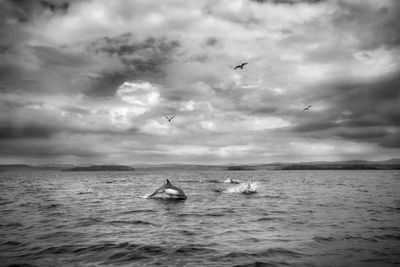 View of birds flying over sea