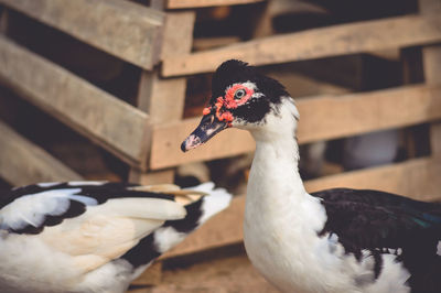 Close-up of a bird