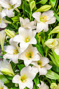 Close-up of white flowers blooming outdoors