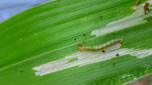 Close-up of green insect on leaves