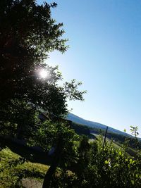 Low angle view of trees against clear sky