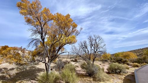 Trees on landscape against sky during autumn