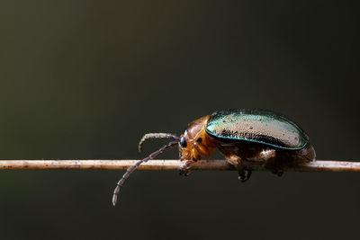 Close-up of insect on twig