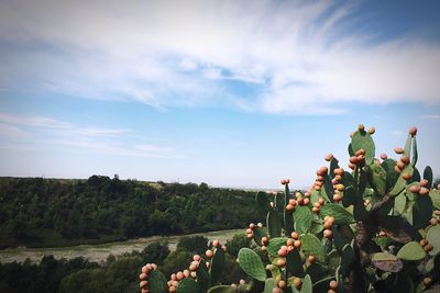 Flowers and trees against sky