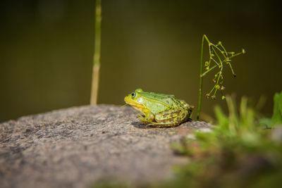 A beautiful common green water frog enjoying sunbathing in a natural habitat at the forest pond. 