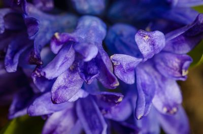 Close-up of purple flowers