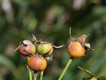Close-up of fruits on plant