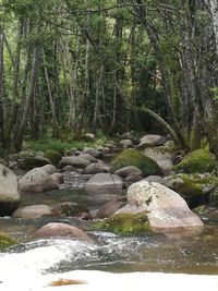 Scenic view of river amidst trees in forest