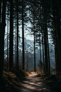 Dirt road amidst trees in forest