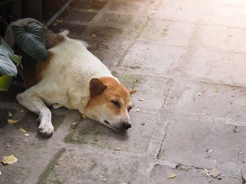 High angle view of dog sleeping on footpath