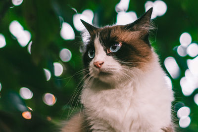 Close-up of cat looking away