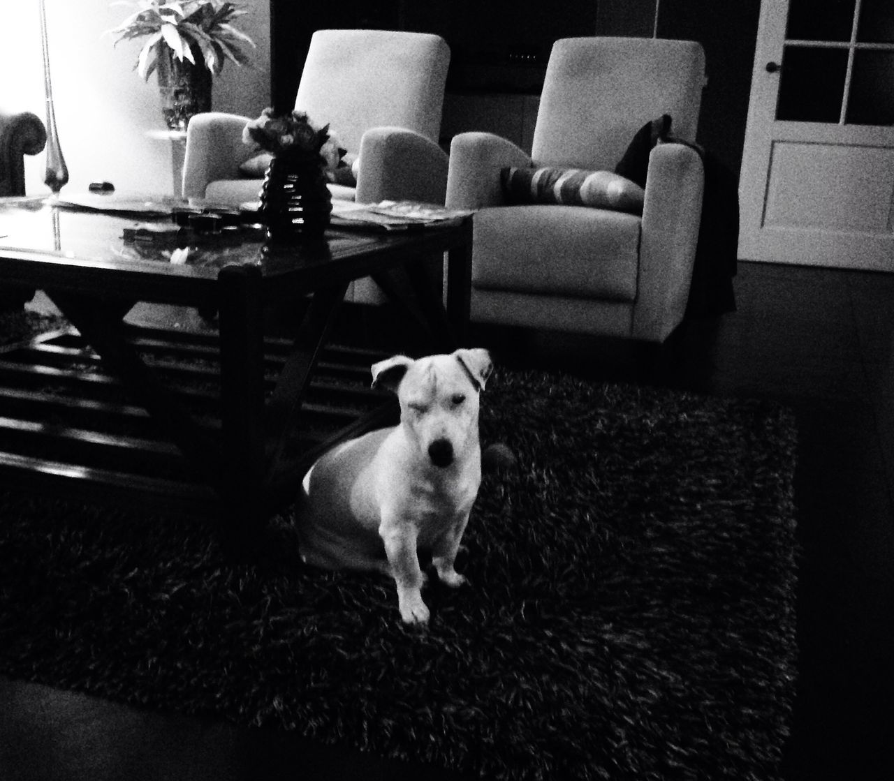 domestic animals, pets, dog, animal themes, one animal, mammal, indoors, portrait, looking at camera, sitting, relaxation, white color, full length, high angle view, chair, puppy, day, lying down, no people, french bulldog