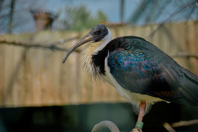 Straw necked and bald ibis with long and white hair and beak