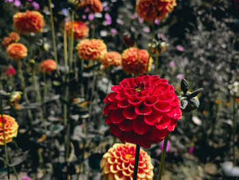 Close-up of red flowering plant in park