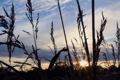 Scenic view of field against sky at sunset